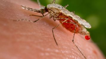 How Genetically Modified Mosquitoes Could Help Stop Malaria