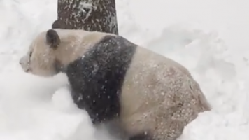 This Panda Is Super Excited About Snowpocalypse 2016