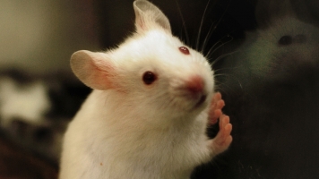 Scientists Created Stuttering Mice To Help People Who Stutter