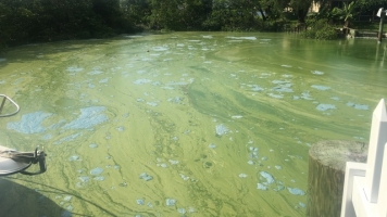 Florida's Waters Are Dripping With Disgusting Algae, And It Smells