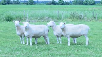 Why It Matters That Dolly The Sheep's Cloned 'Sisters' Are Healthier