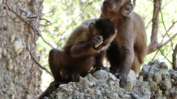 Capuchins Put A Monkey Wrench In Our Knowledge Of Early Human Tool Use