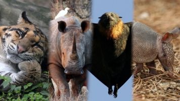 Humans Could Hunt 301 Species Of Mammals Into Extinction
