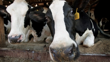 Cows Eat This Device, And It Lets Them Text Their Farmer — Sort Of