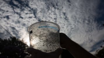 Genetically Modified Mosquitoes Could Be Let Loose In Florida