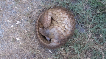 China Announces Largest-Ever Pangolin Smuggling Bust