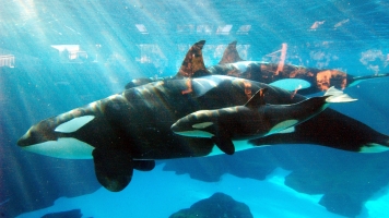 SeaWorld San Diego's Orca Show Isn't Ending â It's Being Replaced