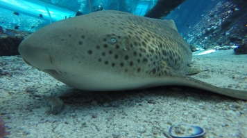 This Zebra Shark Shocked Researchers By Giving Birth Without A Male