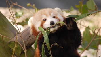 A Zoo Lost Its Endangered (And Adorable) Red Panda