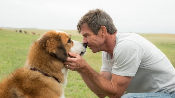'A Dog's Purpose' Debut Stifled By Controversy