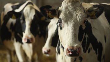 These Genetically Modified Cows Don't Need Antibiotics