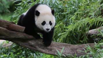 Are Conservation Efforts Really Saving Pandas?