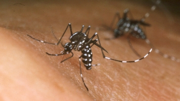 A Mosquito-Spit Vaccine Could Protect You From Multiple Diseases