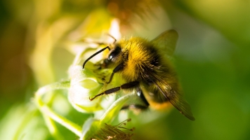 Bumblebees Are Better Problem Solvers Than We Thought