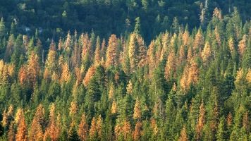 Why US Forests Growing Farther Apart Is Bad News