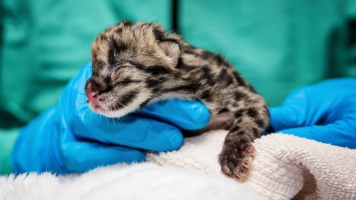 This Clouded Leopard Cub Is One Of A Kind