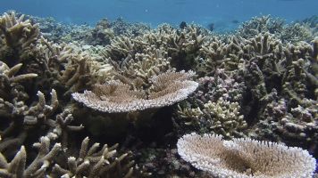 Warmer Oceans Kill Many Corals, But Some Have A Knack For Survival
