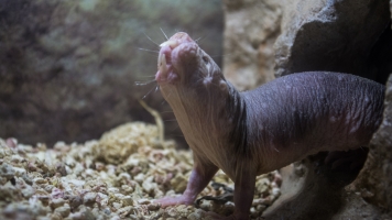 The World's Weirdest Mammal Keeps Surprising Scientists