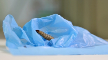 How Tiny Caterpillars Could Help Solve A Huge Environmental Issue