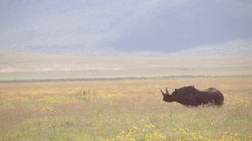 The Eastern Black Rhinoceros Has Officially Returned To Rwanda