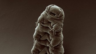 Tardigrades Might Be The Sole Survivors Of The Apocalypse