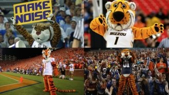 NCAA Tigers Are Teaming Up To Protect Tigers In The Wild