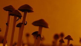 Researchers Think Psychedelic Drugs Might Do More Than Get You High