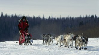 Iditarod Sled Dog Doping Prompted New Rules For The Race