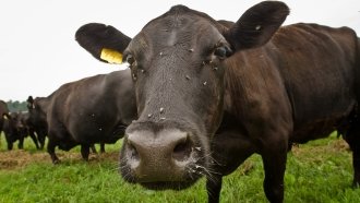 WHO To Farmers: Stop Giving So Many Antibiotics To Healthy Animals