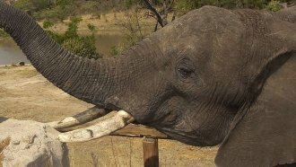 The US Will Allow Imports Of Elephant Trophies From Zimbabwe, Zambia