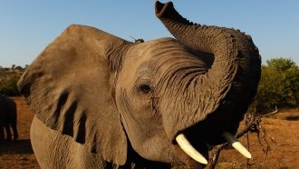 Trump Pauses The Decision On Importing African Elephant Trophies