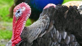 Turkey Poop Might One Day Power Your Home