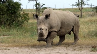 The World's Last Male Northern White Rhino Dies