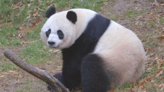 Dream Jobs: Panda Keeper