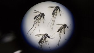 CDC Says Mosquito, Tick And Flea Diseases Tripled Since 2004; But Why?