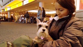 Another Airline Is Cracking Down On Emotional Support Animals
