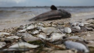 State Of Emergency Declared In Red Tide-Devastated Areas Of Florida