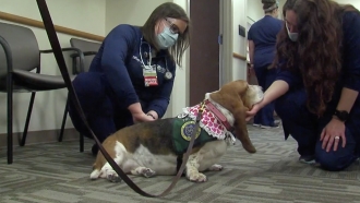 WCPO: Therapy Animals Spread Joy To Health Care Workers