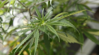 A growing marijuana plant.