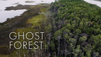 Ghost forest near the Blackwater National Refuge
