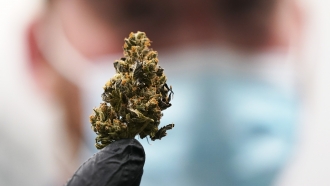 Mature bud of marijuana at a cannabis facility.