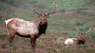 A pair of male tule elk
