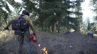 A firefighter lights a line of flames in the forest.