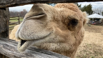 Camel Keeps 200-Year-Old Christmas Tradition Alive