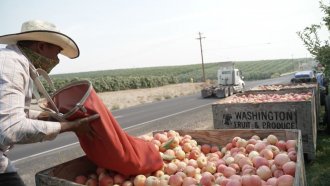 A farmer works with a box of peaches near a street.