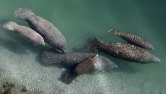 A group of manatees
