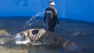 A manatee splashes an animal care supervisor