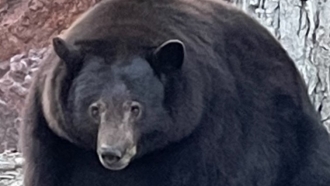 Large black bear known as "Hank the Tank"