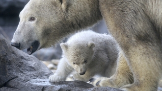 Polar bear cub and its mother