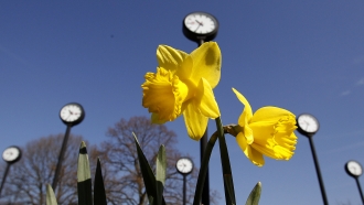 Daffodils are blooming in front of clock